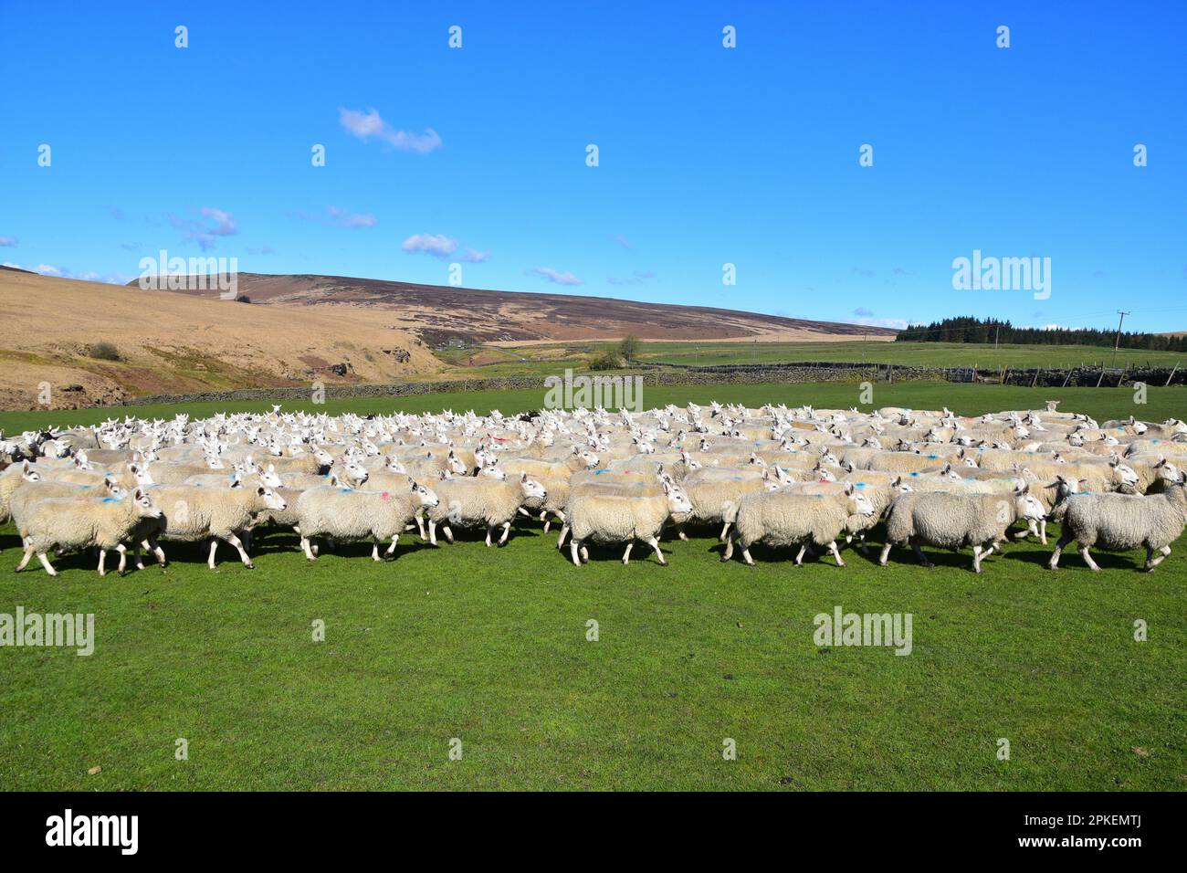 Sie hüten eine Herde Schafe, Widdop, Pennines, West Yorkshire Stockfoto