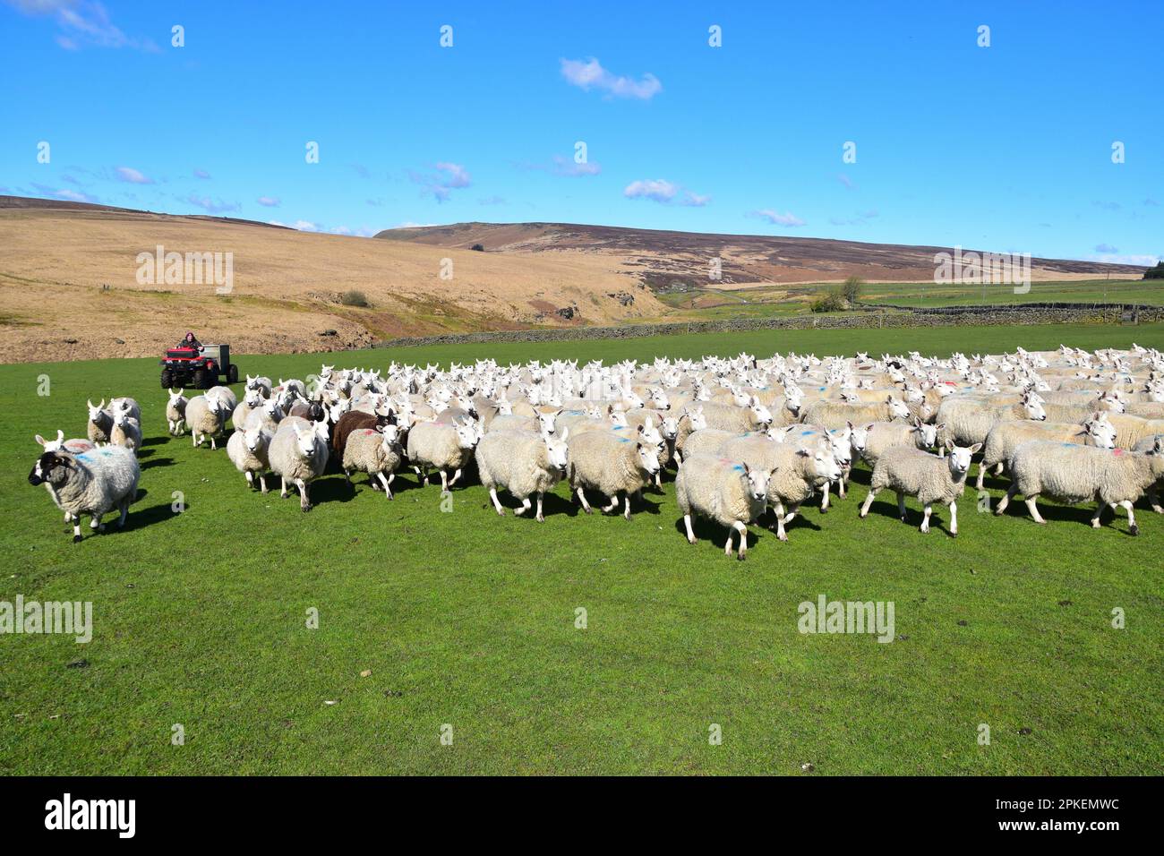 Sie hüten eine Herde Schafe, Widdop, Pennines, West Yorkshire Stockfoto
