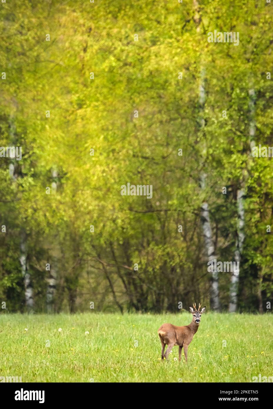 Ein junger männlicher Hirsch oder Buck auf einer üppigen grünen Wiese, die in die Kamera schaut, üppige grüne Birken im Hintergrund Stockfoto