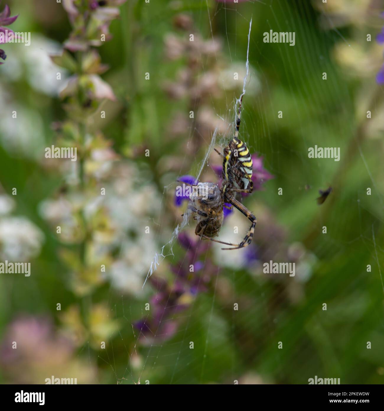 Die wilde Raubtierspinne Argiope bruennichi mit markanten gelben und schwarzen Streifen auf dem Bauch fängt Beute in ihrem Netz, lähmt sie und wickelt sie ein Stockfoto