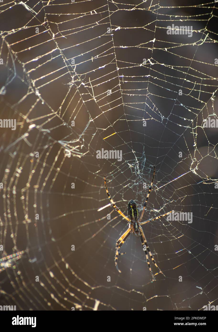 Hintergrund der Fäden eines mit Tautropfen. WebMakro