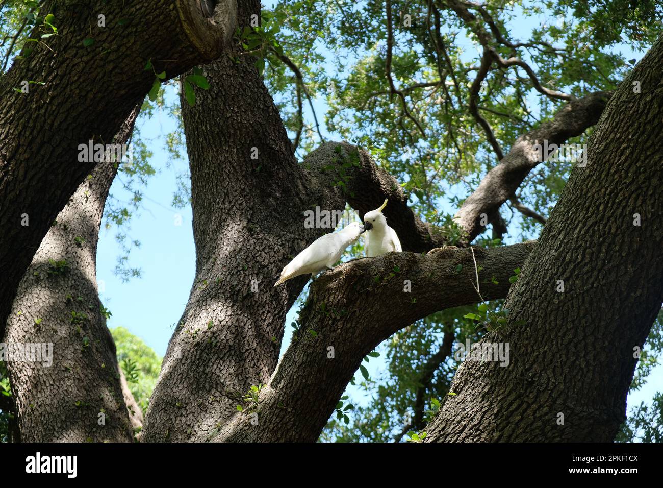 Zwei Vögel küssen sich in Sydney Stockfoto