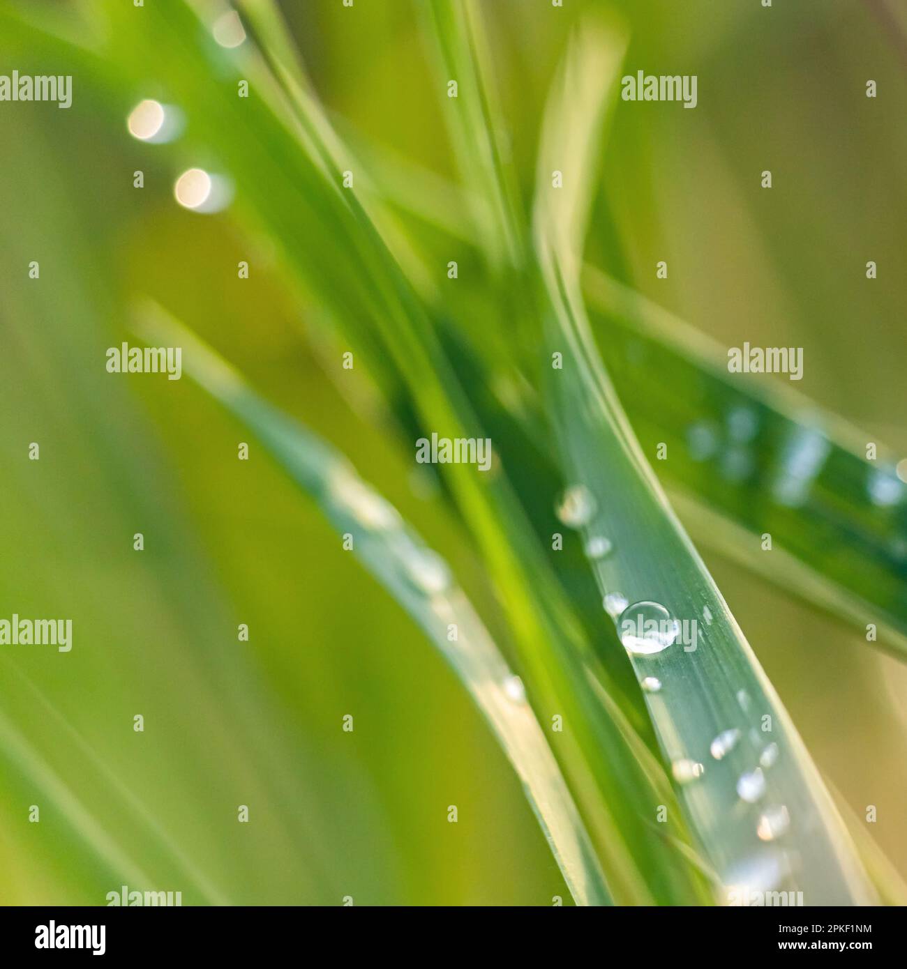 Hintergrund von grünem Gras mit verschwommenem Tau, Sommertag Stockfoto