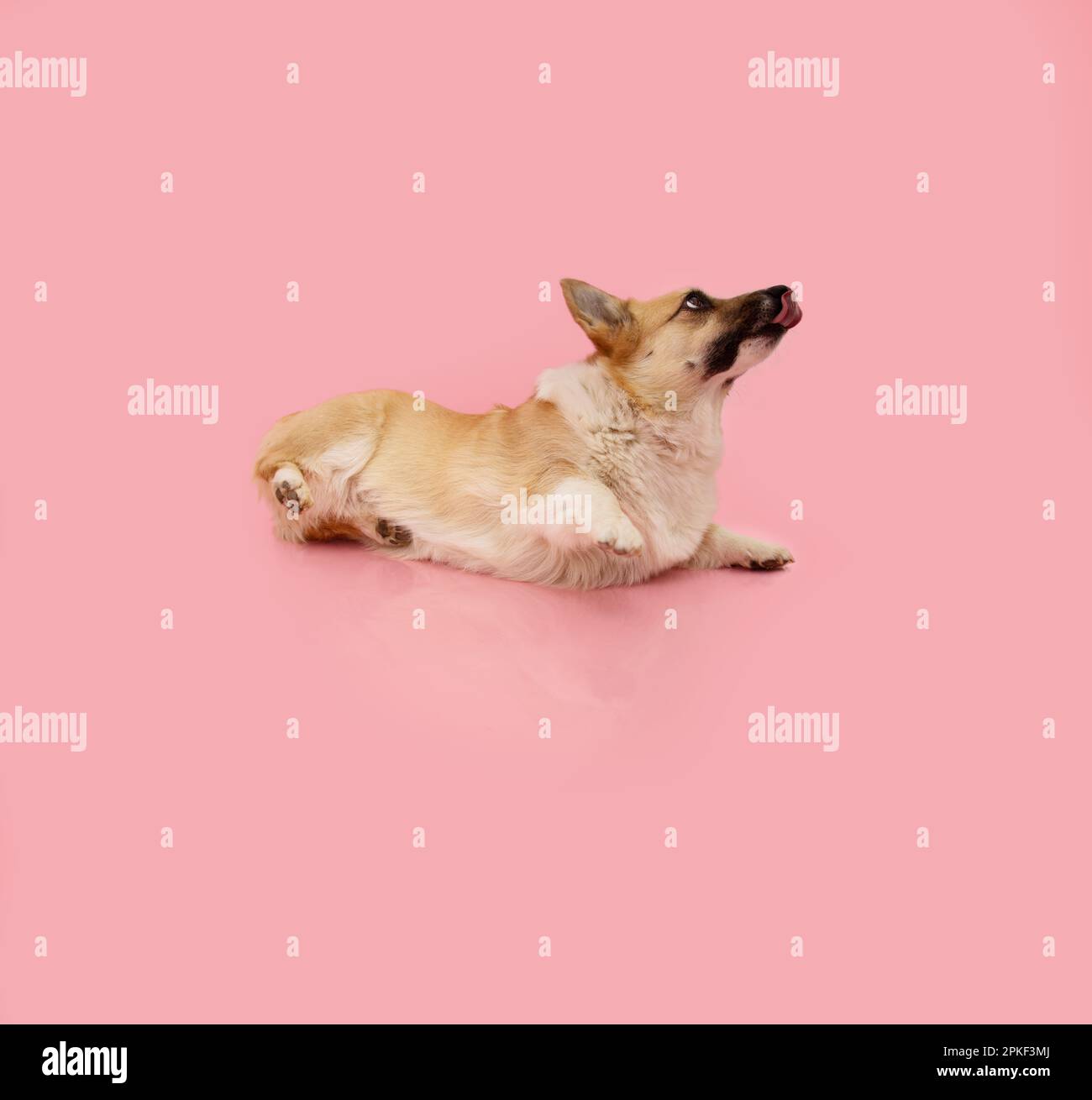 Porträt-Corgi-Welpen-Trainingsklasse, die einen Trick lernt. Isoliert auf pinkfarbenem Hintergrund Stockfoto