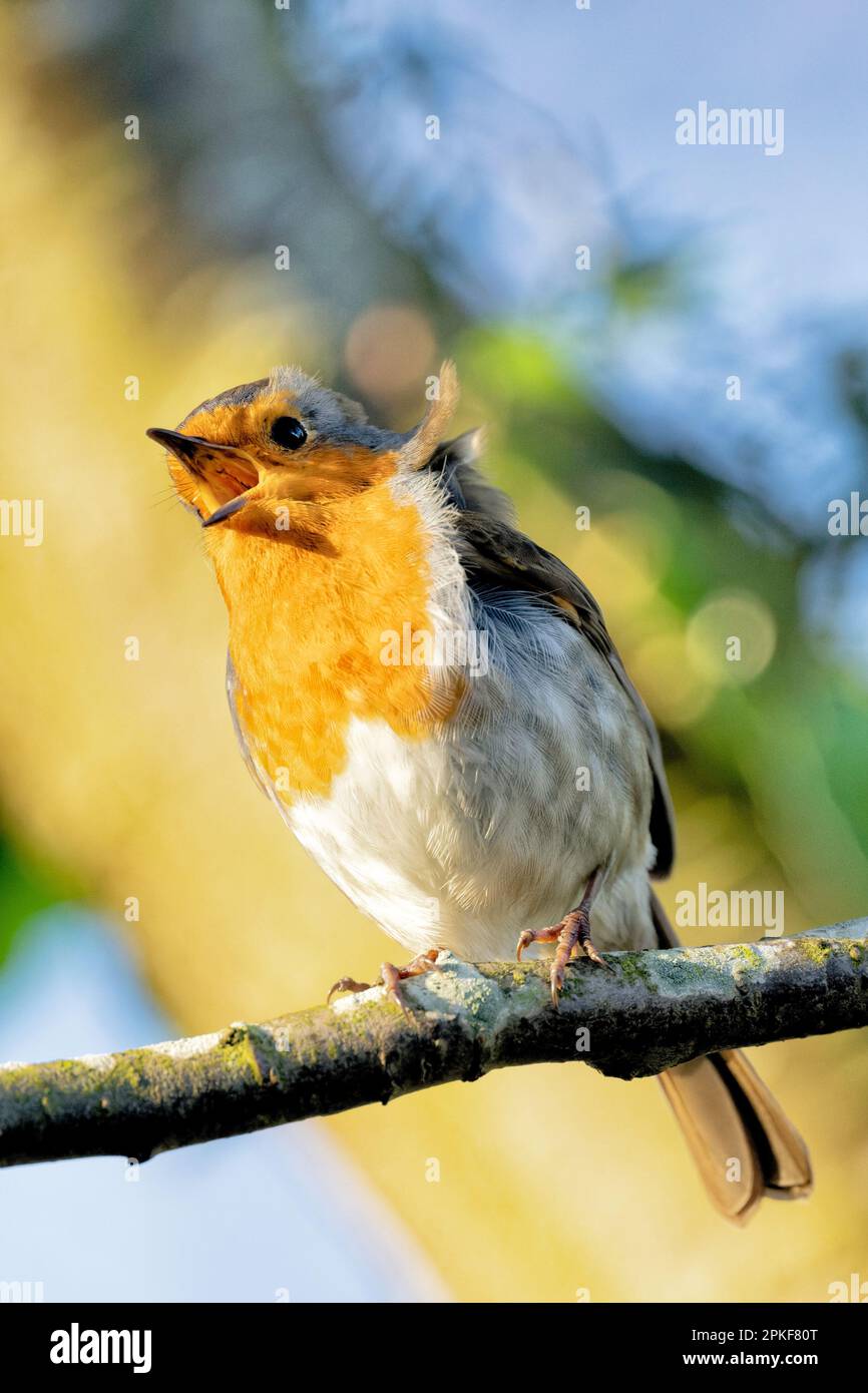 Ein Robin singt Stockfoto