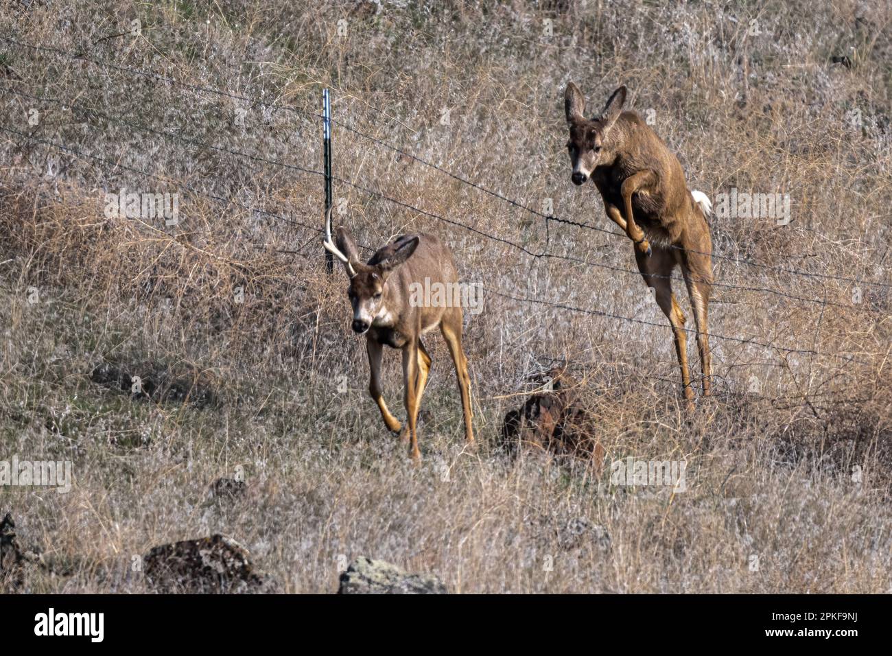 Futtermaultier (Odocoileus hemionus) Stockfoto