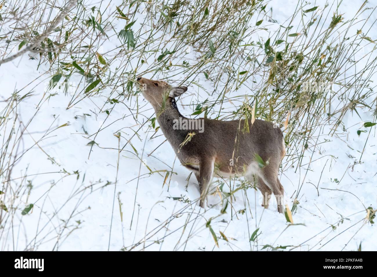 Sika-Hirsch (Cervus nippon) aus dem Shiretoko-Nationalpark, Hokkaido, Japan. Stockfoto