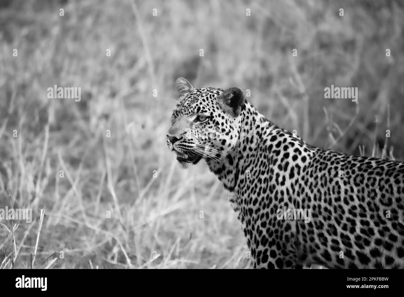 Leopard in freier Wildbahn, Serengeti-Nationalpark, Tansania Stockfoto