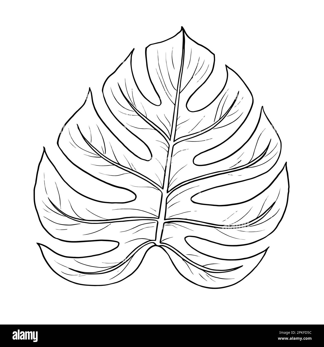 philodendron micans kaufen Philodendron Micans 8