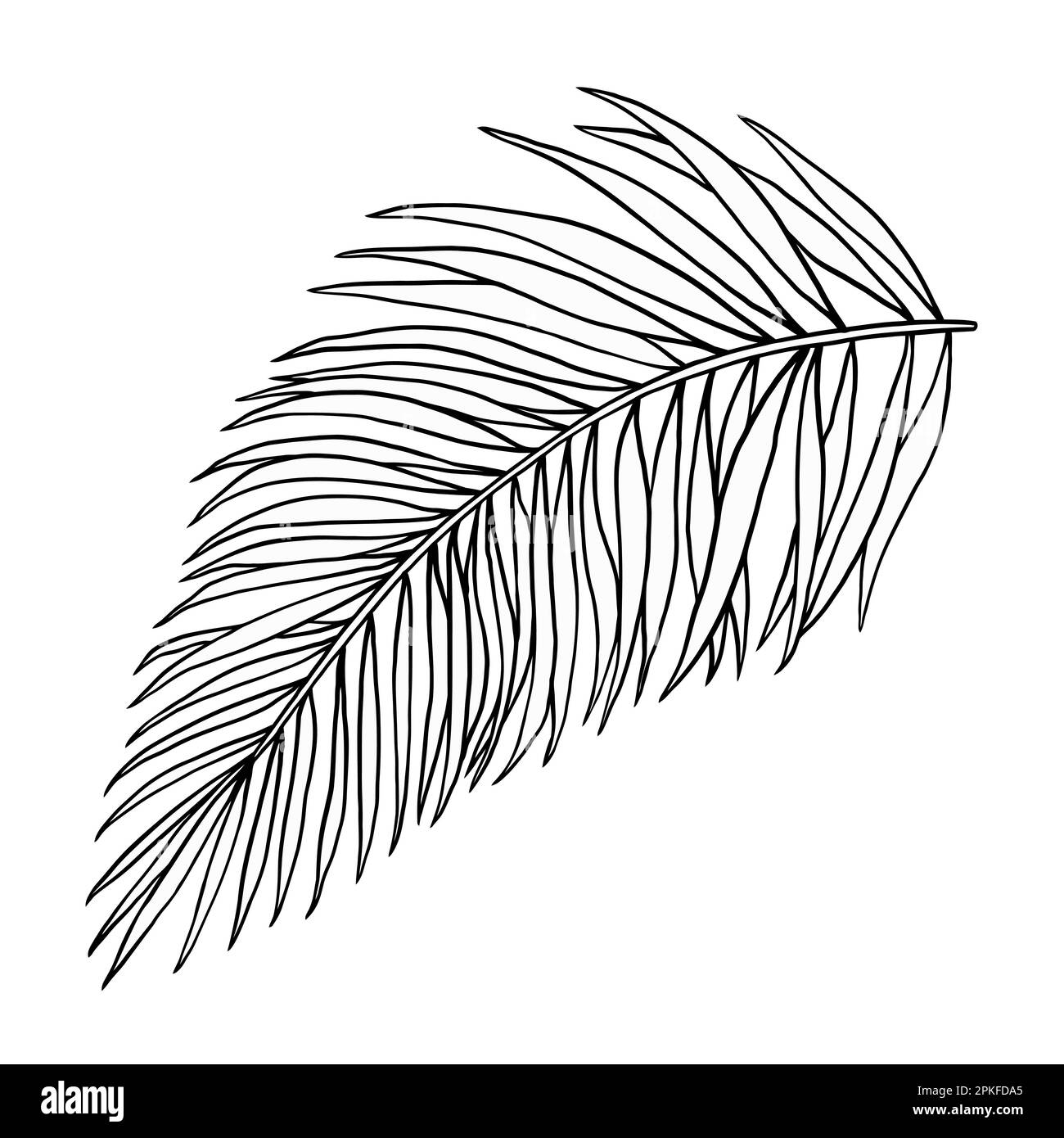 Tropische Dschungelpalmen Vektorblatt. Botanisches handgezeichnetes Tintenbild im Strichkunststil. Isolierte Skizze auf Weiß. Stock Vektor