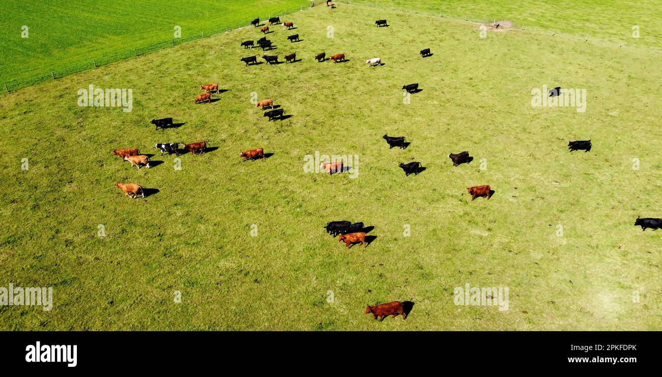 Eine Kühe auf einer Wiese. Saftiges grünes Gras auf einer Weide, ein Bauernfeld. Landschaftsbau. Tierhaltung. Stockfoto
