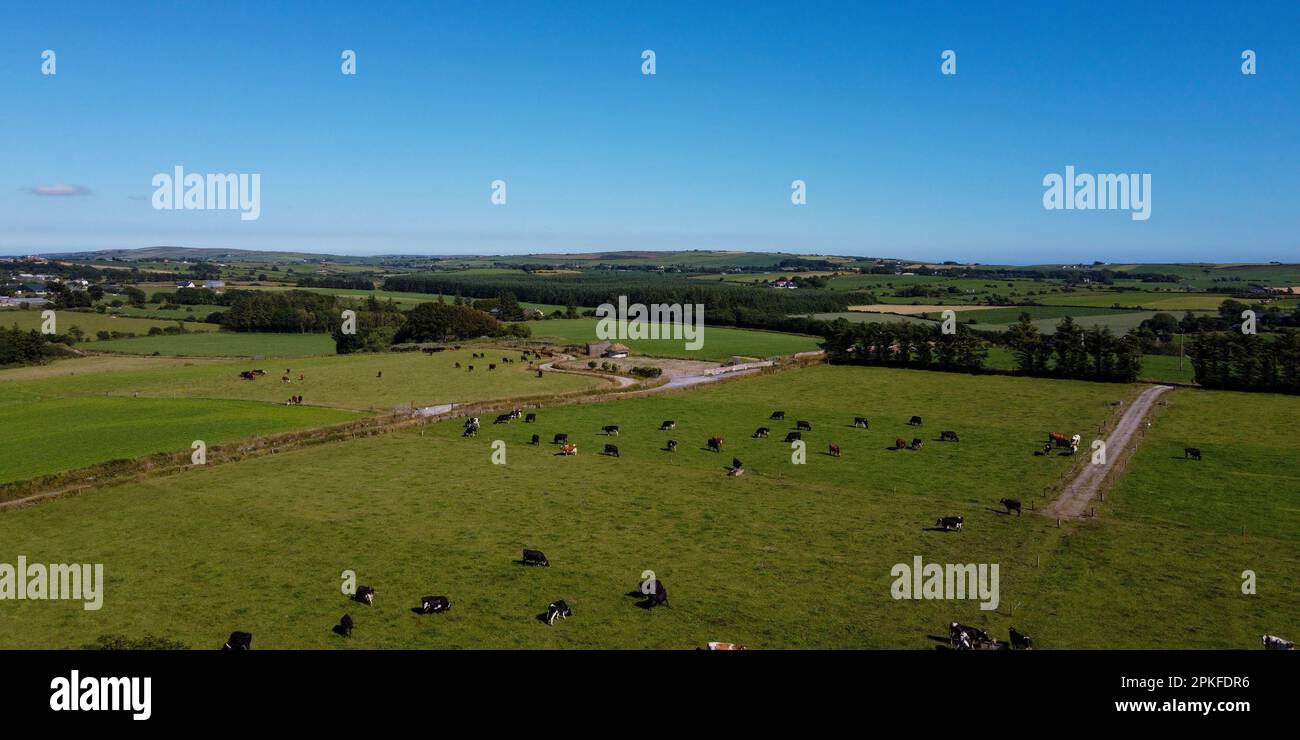 Malerische Felder im Süden Irlands unter blauem Himmel an einem sonnigen Sommertag. Tiere auf der Weide. Landschaftsbau. Viehzuchtland, zu Stockfoto