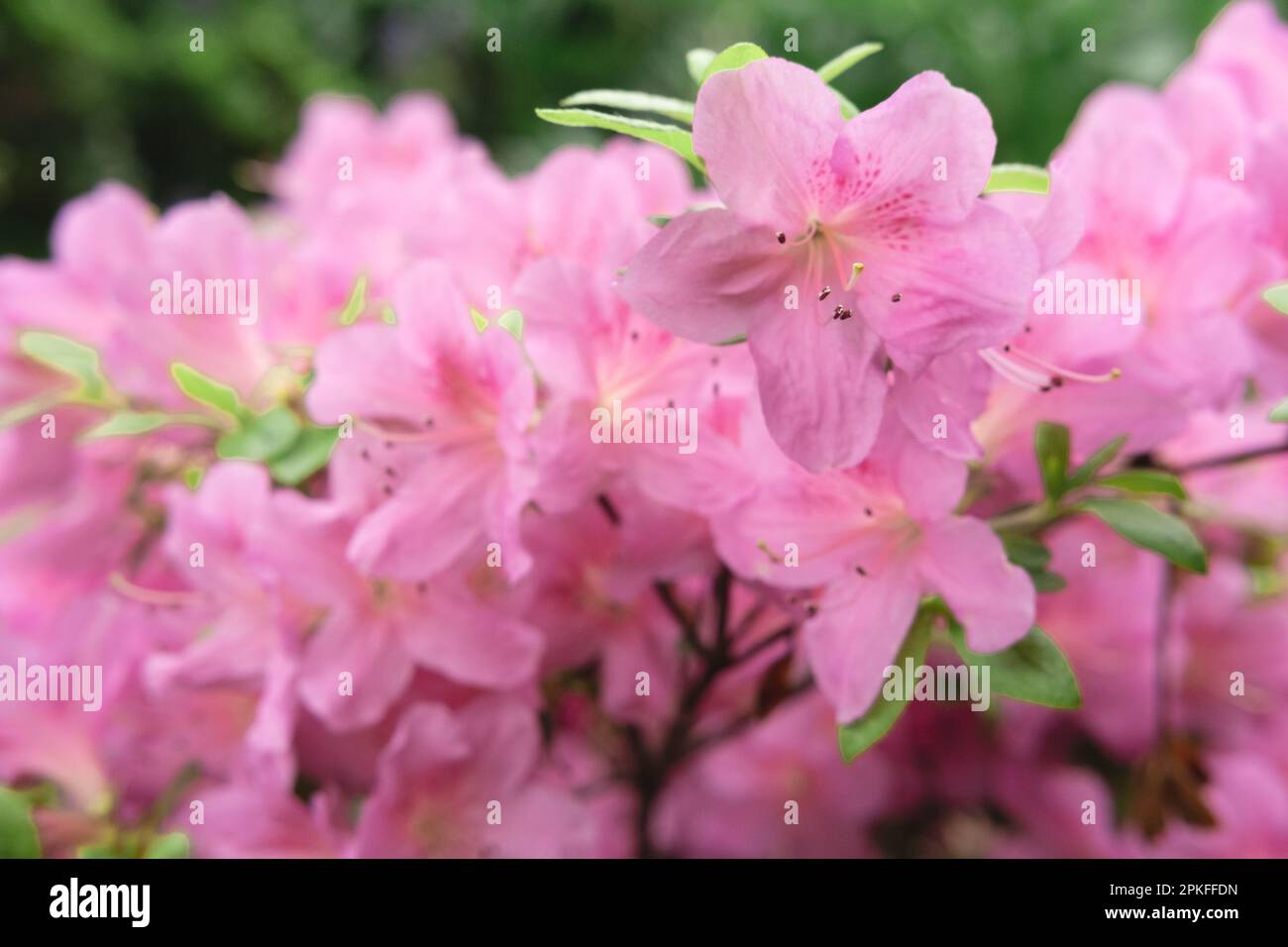 Eine Gruppe wunderschöner rosa oder lila Blumen aus dem Dr. Neil's Garden in Edinburgh, Schottland. Nahaufnahme mit Bokeh. Frühling. Stockfoto