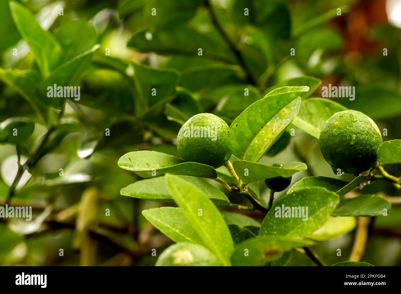Frische Zitrone, Limette (Citrus aurantifolia) am Baum Stockfoto
