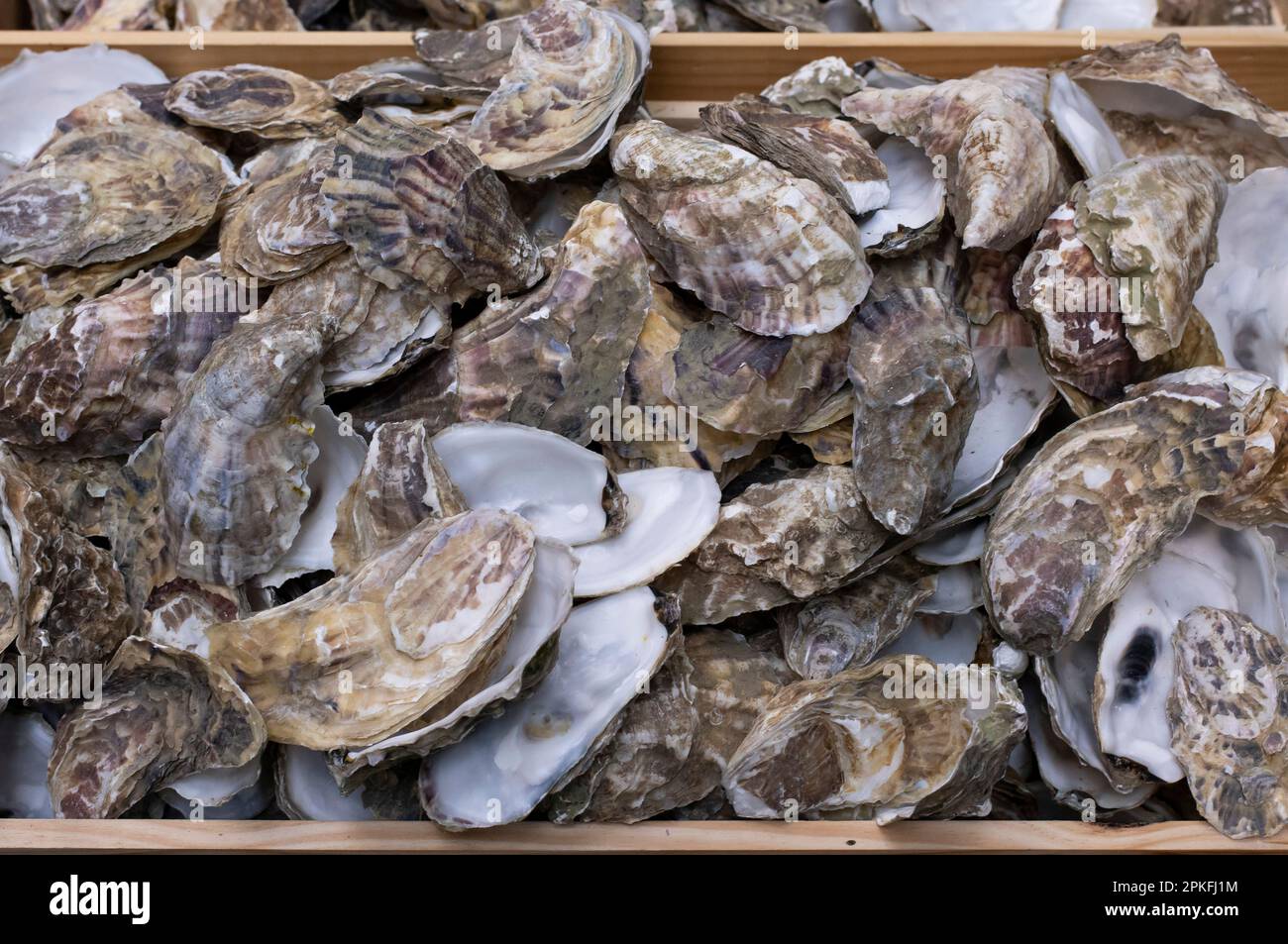 Eine Sammlung leerer Austernschalen. Stockfoto