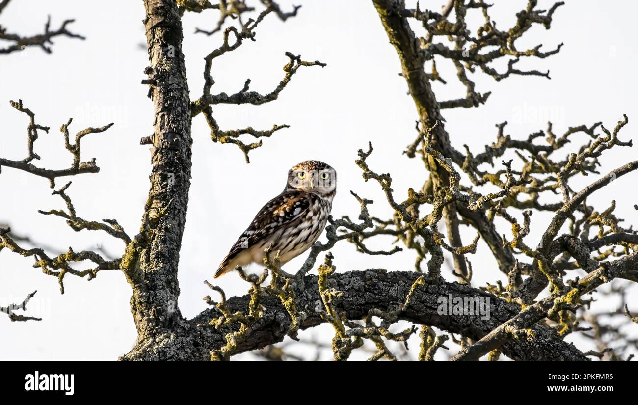 Eine kleine Eule oder Eule von Athena/Minerva ( Athene noctua ), die in einem alten Apfelbaum sitzt und in die Kamera schaut Stockfoto