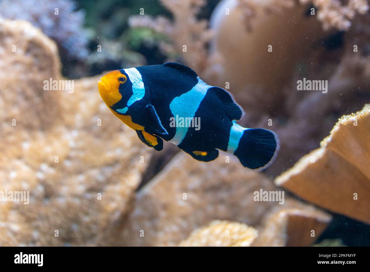 Schwarzer und weißer Clownfisch (Percula-Clownfisch, Clownfisch, Anemonfische) Stockfoto