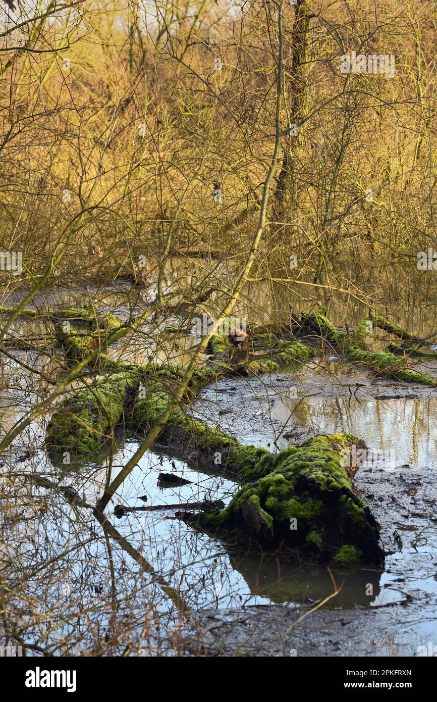 Hochwasser im Hochwasserwald... Rhein-Hochwassergebiet ( Niederrhein ), das vom Rheinufer überflutet wird, fauler, mit Moos bedeckter Baum liegt in der w Stockfoto