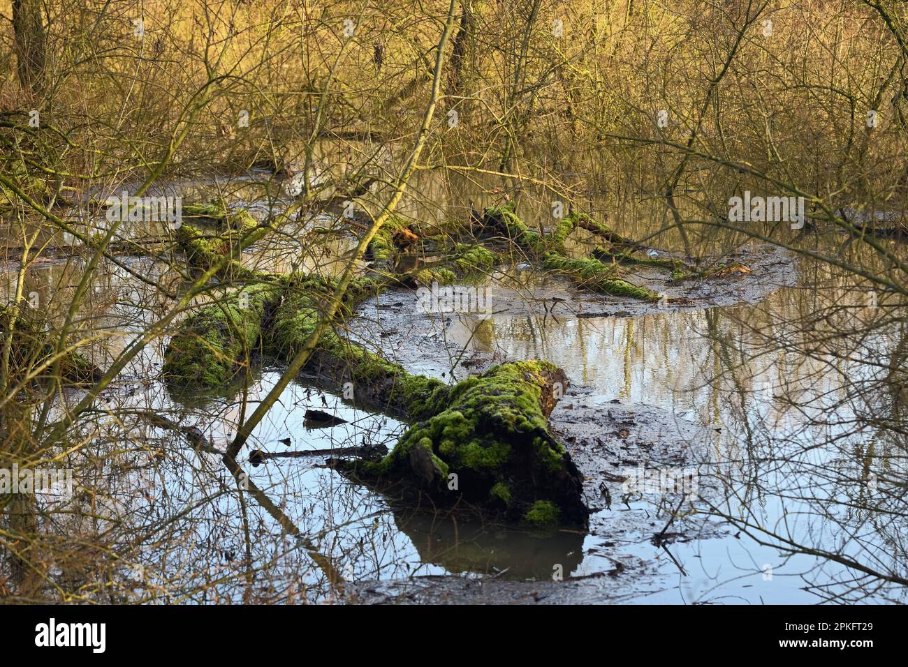 Hochwasser im Hochwasserwald... Rhein-Hochwassergebiet ( Niederrhein ), das vom Rheinufer überflutet wird, fauler, mit Moos bedeckter Baum liegt in der w Stockfoto