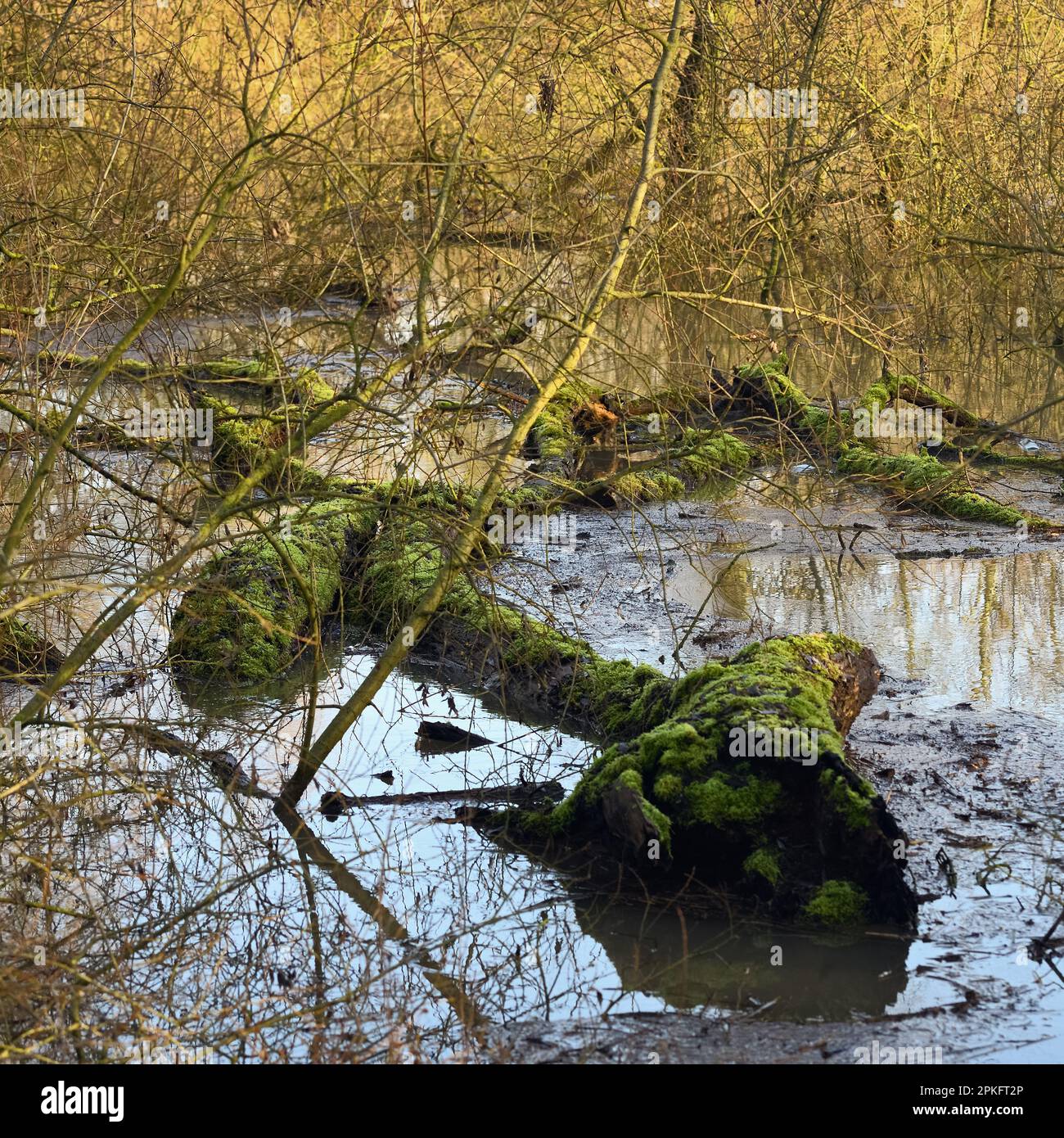 Hochwasser im Hochwasserwald... Rhein-Hochwassergebiet ( Niederrhein ), das vom Rheinufer überflutet wird, fauler, mit Moos bedeckter Baum liegt in der w Stockfoto