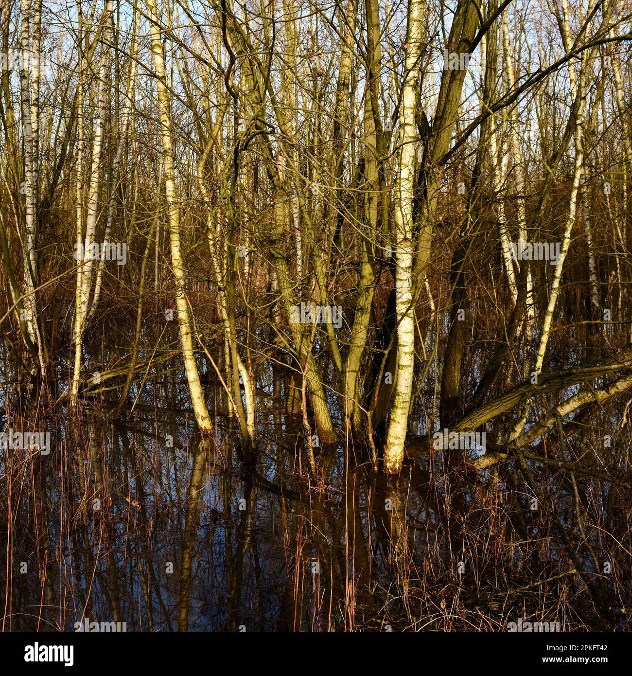 Moorbirken... Rhein-Hochwassergebiet ( Niederrhein ) Überschwemmter Wald von Krefelder Spey Stockfoto