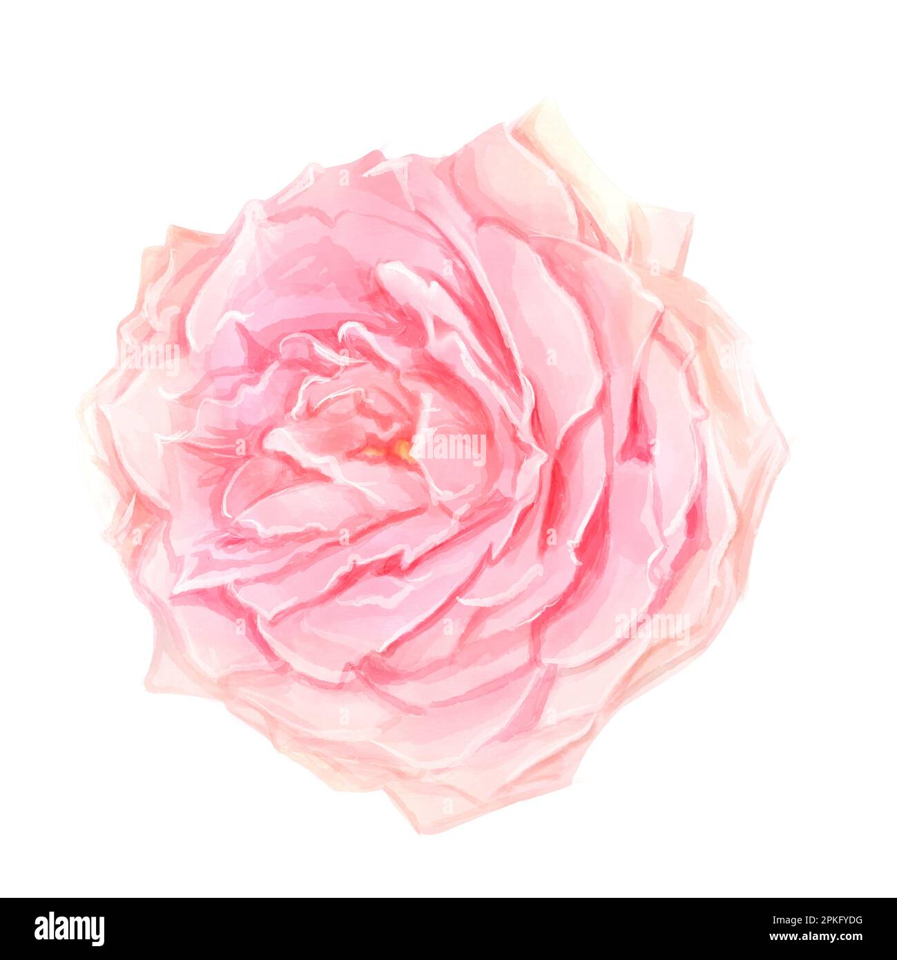 Aquarell Pink Rosa Rosa Tiefenfokus isolierter Hintergrund-Clipart. Stockfoto