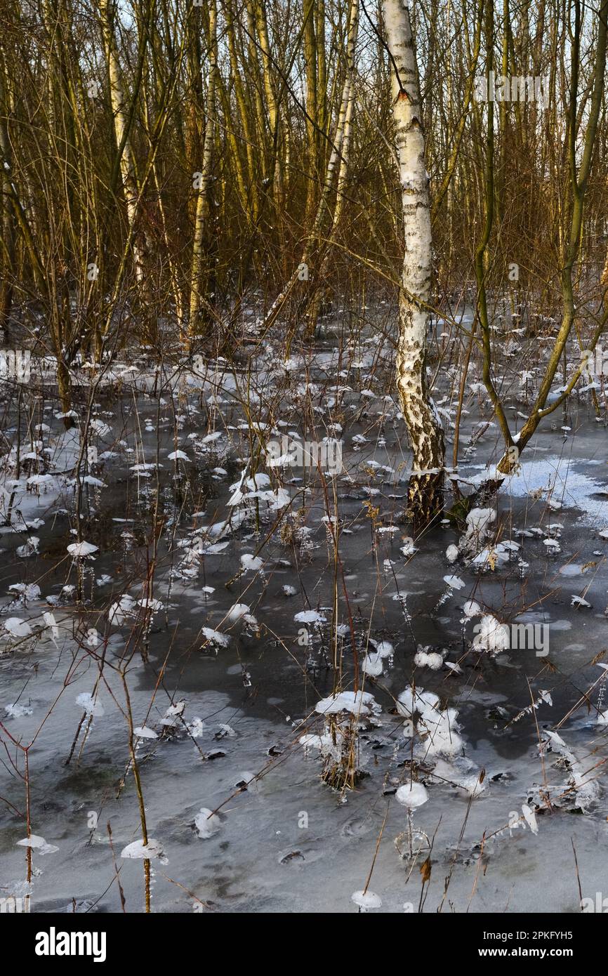 Eiszeit im Wald... Krefelder Spey ( Winterflut 2020/2021 ), kam zuerst das Hochwasser, dann der Frost, eiskalt Stockfoto