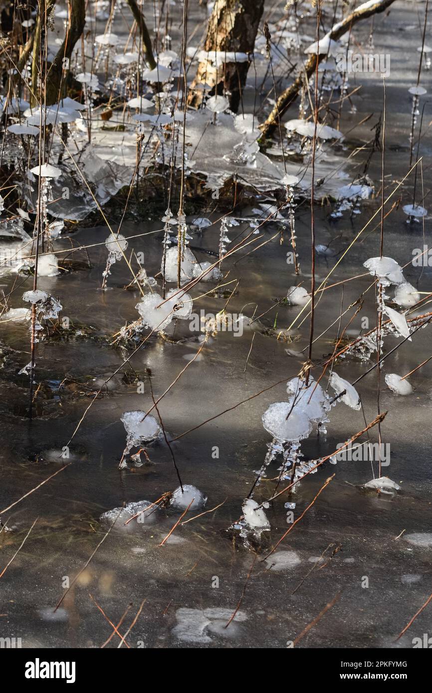 Eisbildung in den Wäldern der Flutlichter... Niederrhein ( Winterflut 2020/2021 ), zuerst das Hochwasser, dann starker Frost, eiskalt Stockfoto