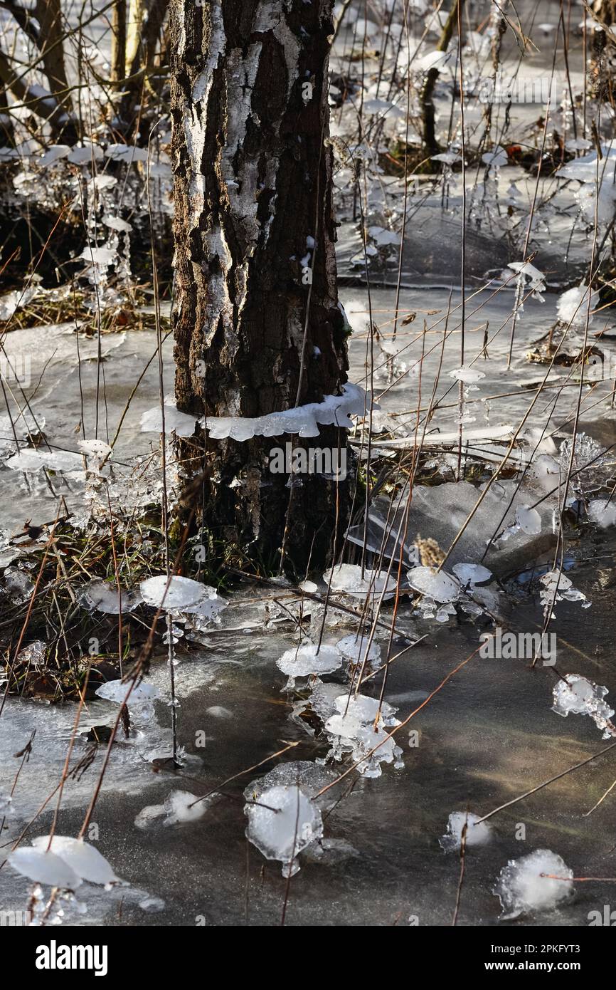 Eisbildung in den Wäldern der Flutlichter... Niederrhein ( Winterflut 2020/2021 ), zuerst das Hochwasser, dann starker Frost, eiskalt Stockfoto