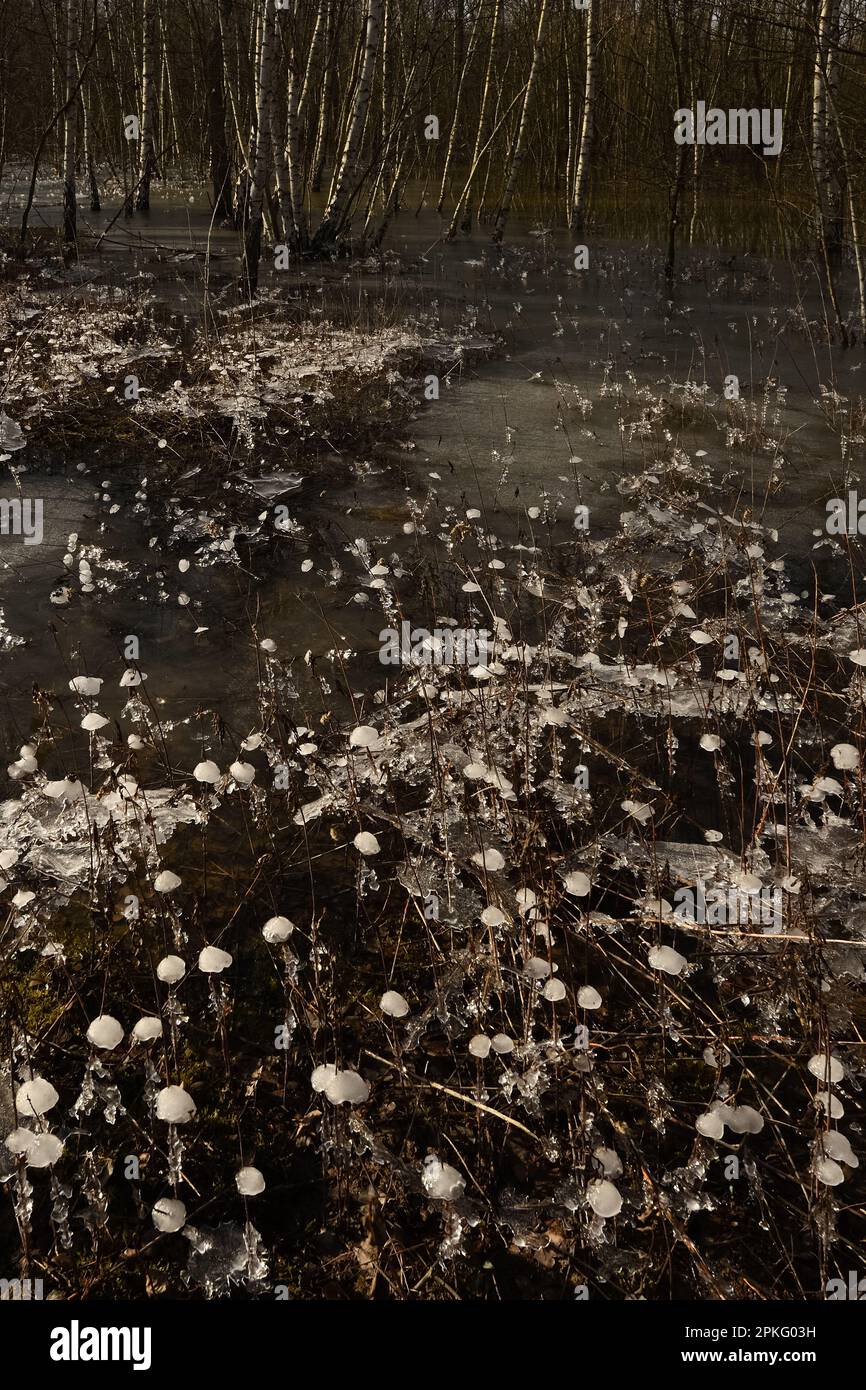 Winter im Wald... Krefelder Spey ( Winterflut 2020/2021 ), kam zuerst das Hochwasser, dann der Frost Stockfoto