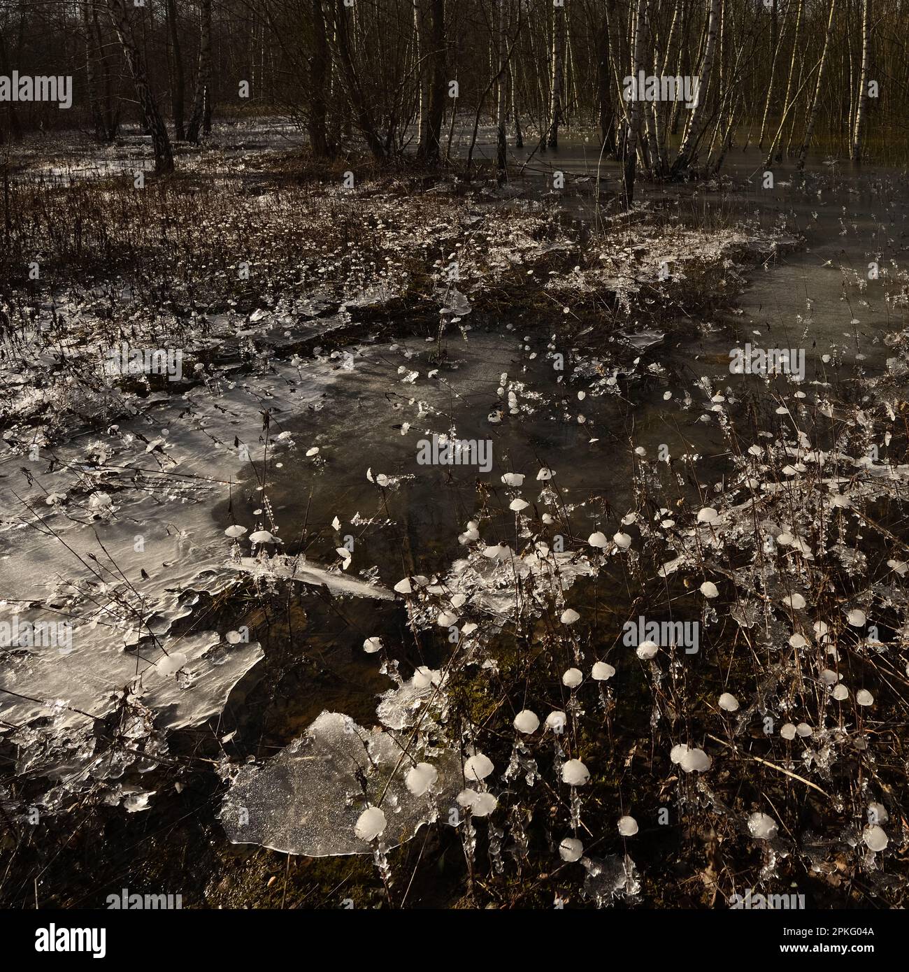 Winter im Wald... Krefelder Spey ( Winterflut 2020/2021 ), kam zuerst das Hochwasser, dann der Frost Stockfoto