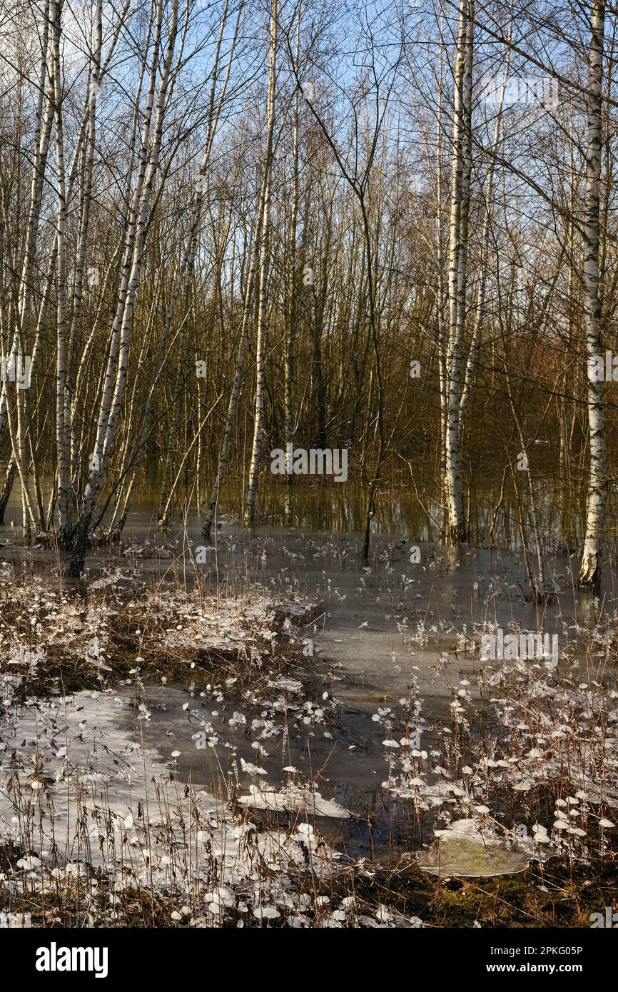 Heftiger Frost in den Überschwemmungsgebieten... Niederrhein ( Winterflut 2020/2021 ), kam zuerst das Hochwasser, dann der Frost Stockfoto