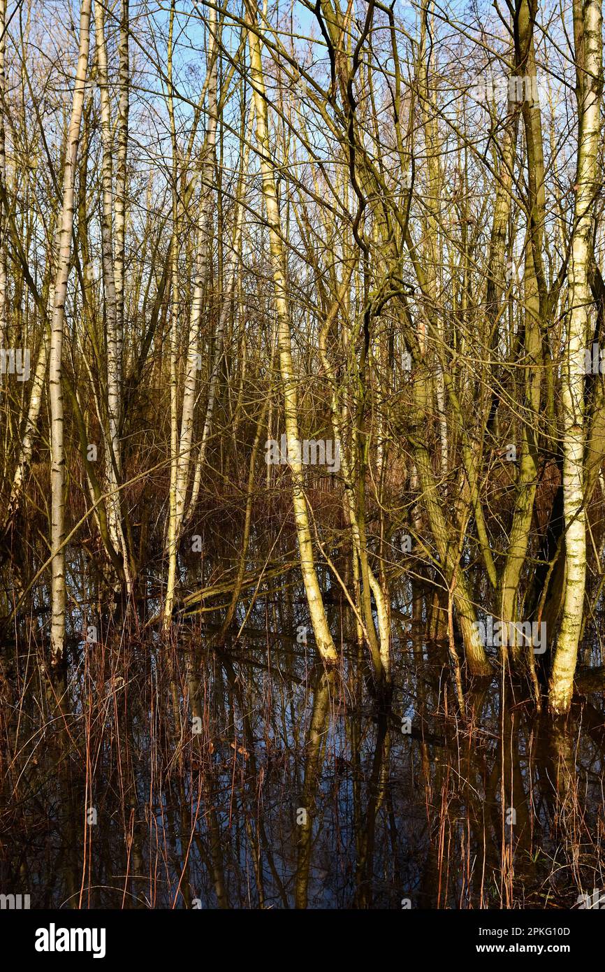 Moorbirken... Rhein-Hochwassergebiet ( Niederrhein ) Überschwemmter Wald von Krefelder Spey Stockfoto