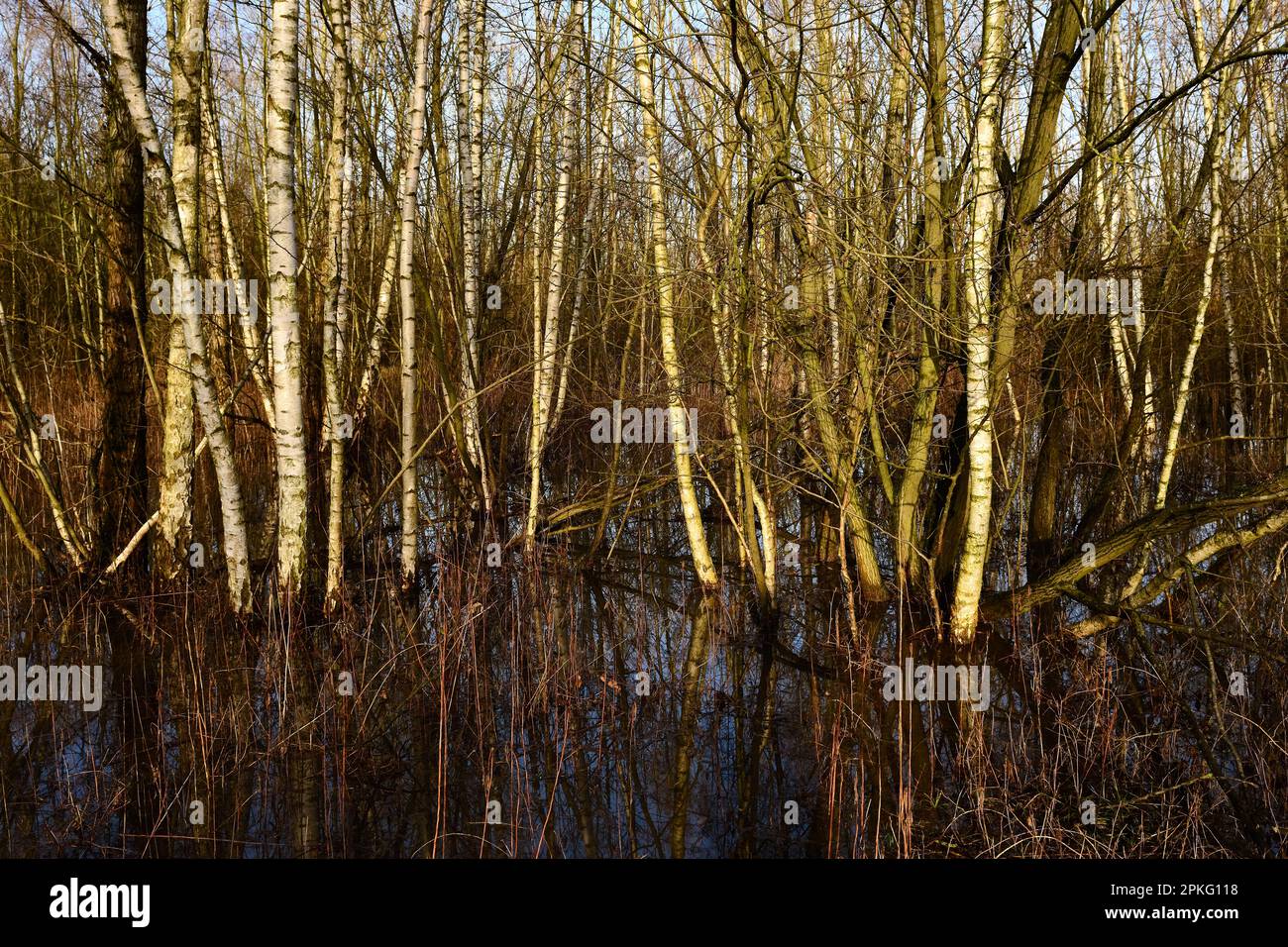 Moorbirken... Rhein-Hochwassergebiet ( Niederrhein ) Überschwemmter Wald von Krefelder Spey Stockfoto