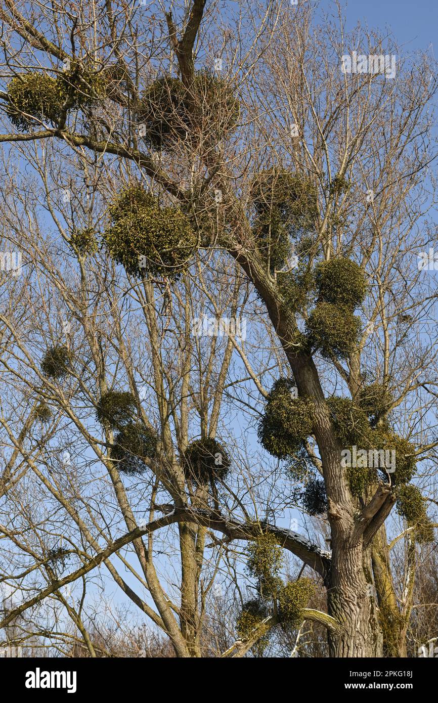Parasiten... Weißer berisierter Mistelzweig ( Viscum Album ), niederrheinischer HartholzMistelzweig, Mistelzweig im Baum Stockfoto