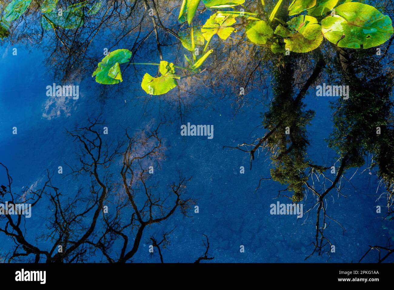 Surreales, abstraktes Bild eines Baumes in einem Teich mit Seerosen. Konzept. Umkehrung. Surrealismus. Umwerfend. Farbenfroh. Seltsam. Stockfoto