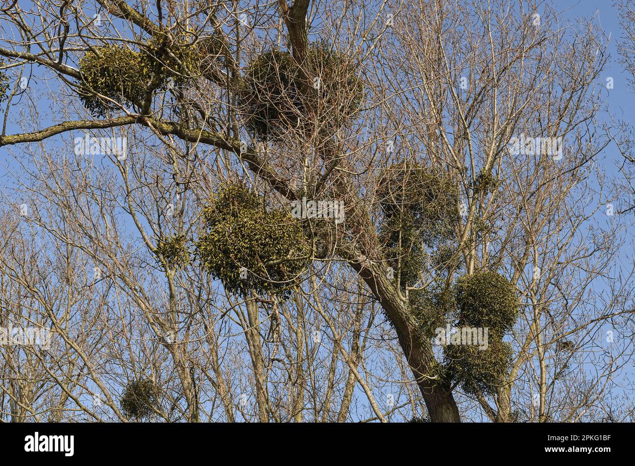 Parasiten... Weißer berisierter Mistelzweig ( Viscum Album ), niederrheinischer HartholzMistelzweig, Mistelzweig im Baum Stockfoto