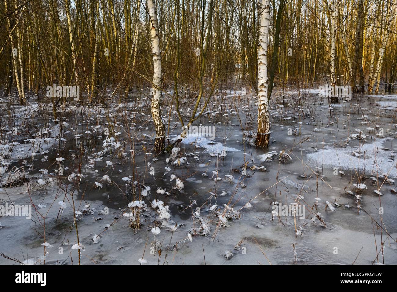 Eiszeit im Wald... Krefelder Spey ( Winterflut 2020/2021 ), kam zuerst das Hochwasser, dann der Frost, eiskalt Stockfoto