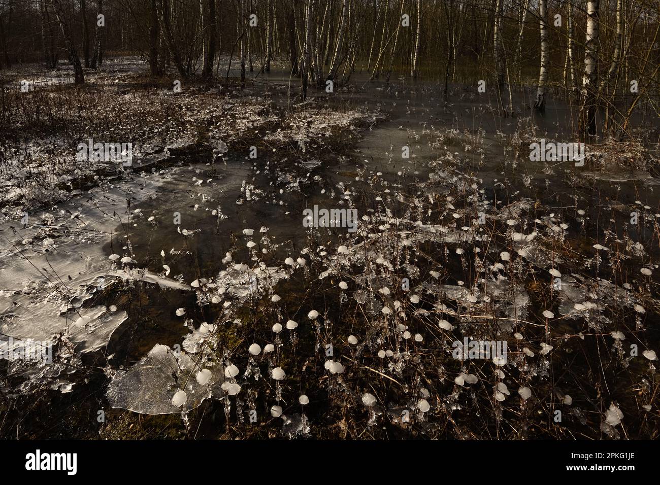 Winter im Wald... Krefelder Spey ( Winterflut 2020/2021 ), kam zuerst das Hochwasser, dann der Frost Stockfoto