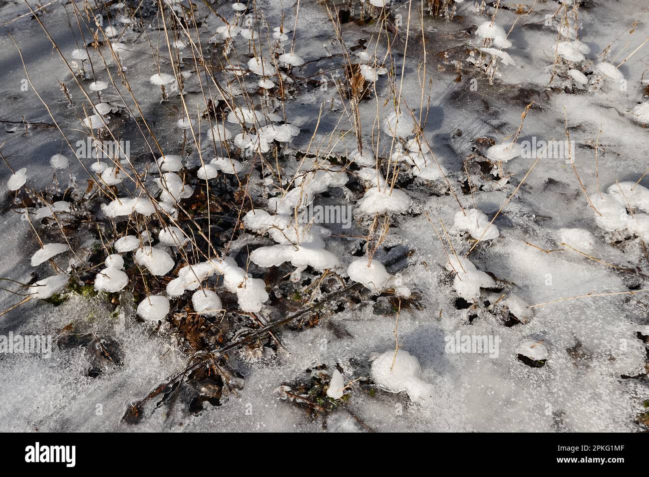 Eisschirme... Eisformationen ( Winterflut 2020/2021 ), Eisschirme nach rückläufigem Hochwasser Stockfoto