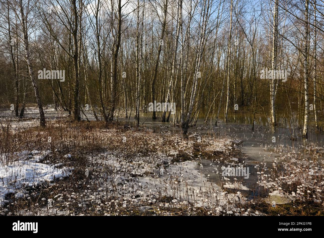 Heftiger Frost in den Überschwemmungsgebieten... Niederrhein ( Winterflut 2020/2021 ), kam zuerst das Hochwasser, dann der Frost Stockfoto
