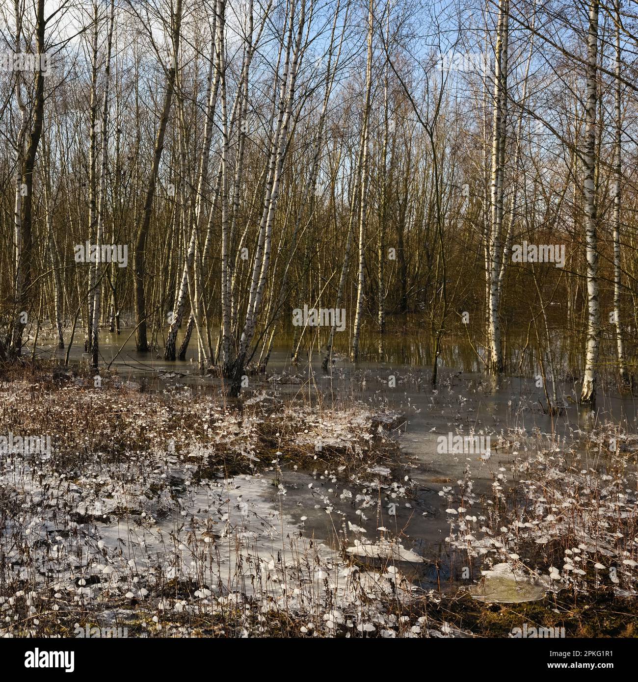 Heftiger Frost in den Überschwemmungsgebieten... Niederrhein ( Winterflut 2020/2021 ), kam zuerst das Hochwasser, dann der Frost Stockfoto