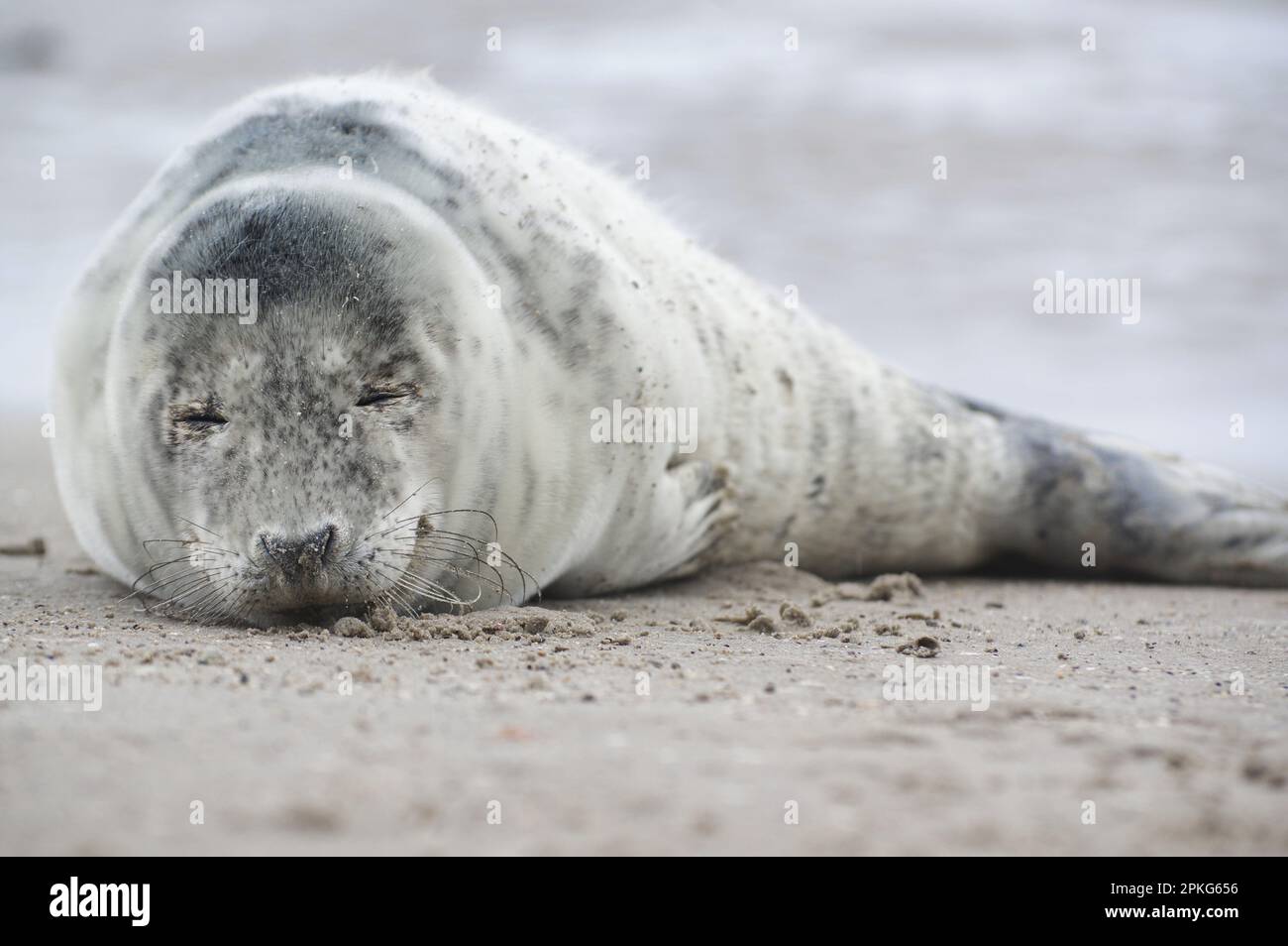 Babyrobben Entspannen Sie den schönen Tag an einem Ostseestrand. Versiegeln Sie sie mit einem weichen Pelzmantel, langen Whiskern, dunklen Augen und scharfen Krallen. Harmonie mit Natu Stockfoto