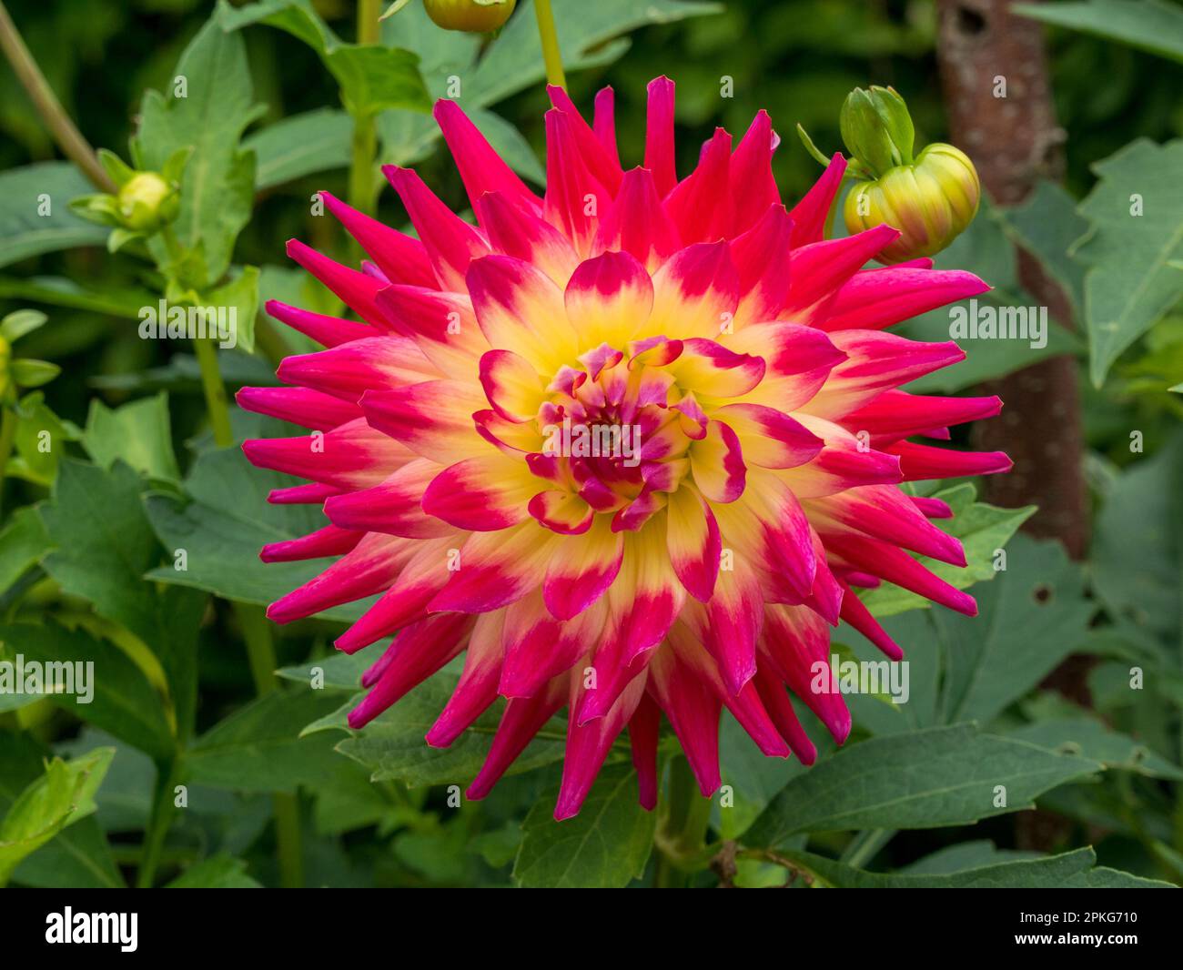 Nahaufnahme einer Kenora Wow Dahlia mittelgroßen Kaktusblume mit hellen magentafarbenen Blüten mit gelber Basis, Derbyshire, Großbritannien Stockfoto