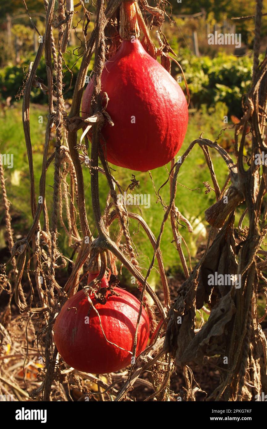 Squash-Früchte, die auf einem Seil wachsen, um die Produkte vom Boden fernzuhalten und Platz im Garten zu sparen Stockfoto