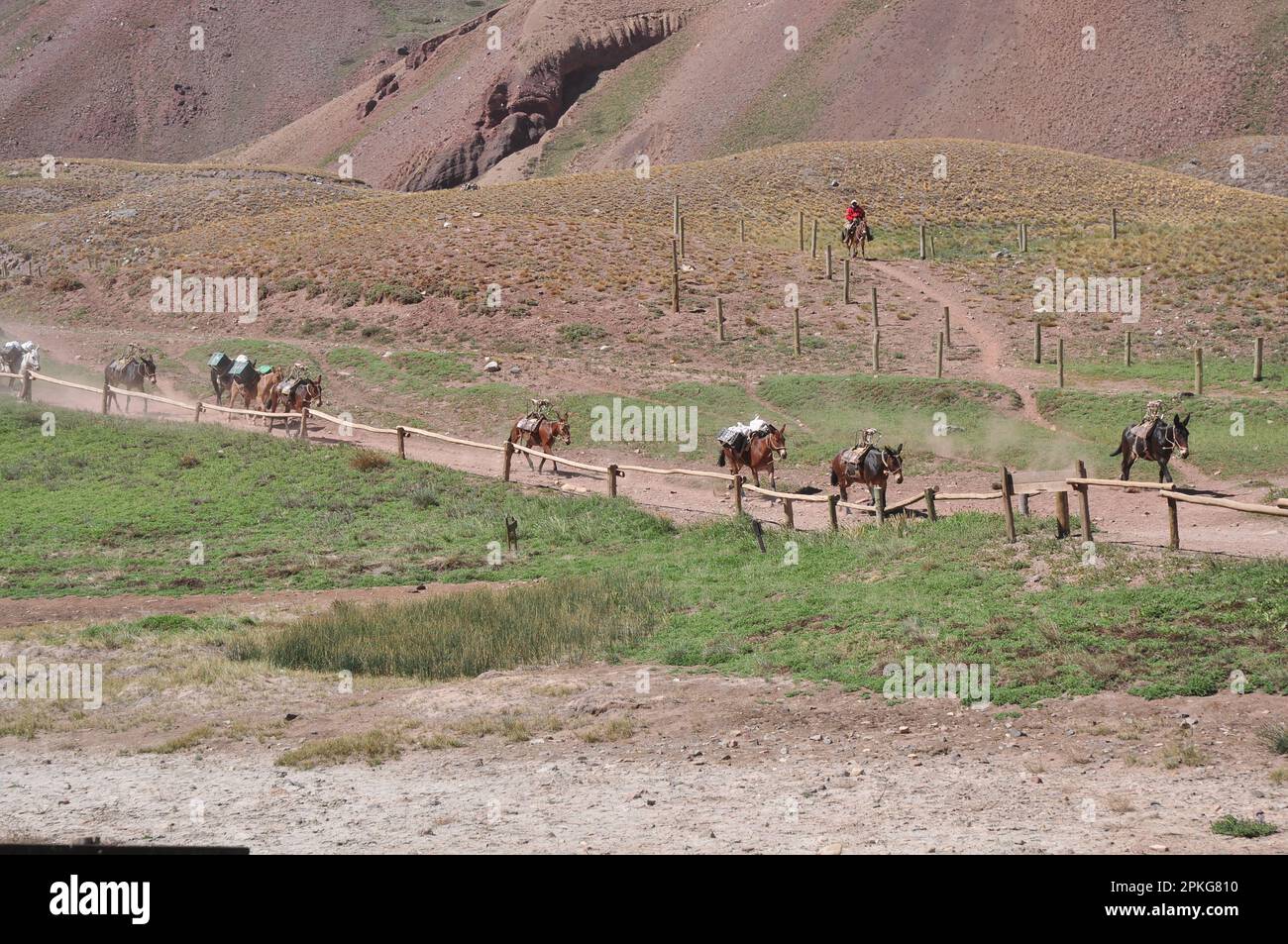 Mulas volviendo después de una jornada de trabajo, Parque Provincial Aconcagua, Mendoza, Argentinien Stockfoto