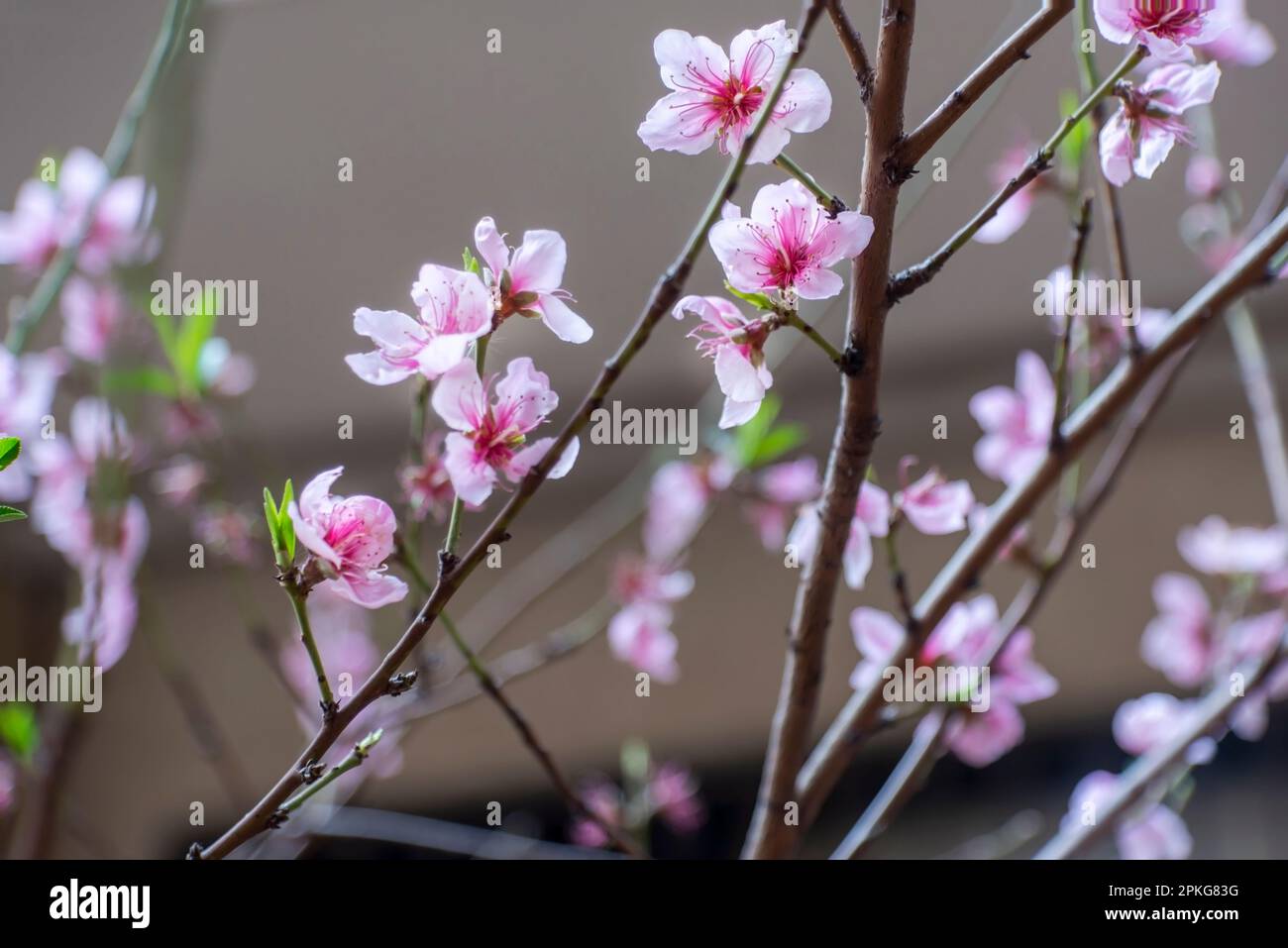 Pinkfarbene Frühlingsblumen auf einem Garten, Nahaufnahme, Außenfotografie Stockfoto