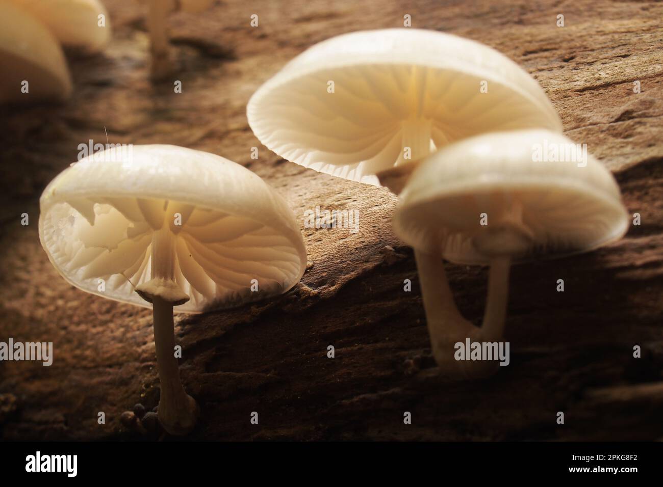 Eine kleine Gruppe Holzpilze, die auf einem Baumstamm wachsen Stockfoto