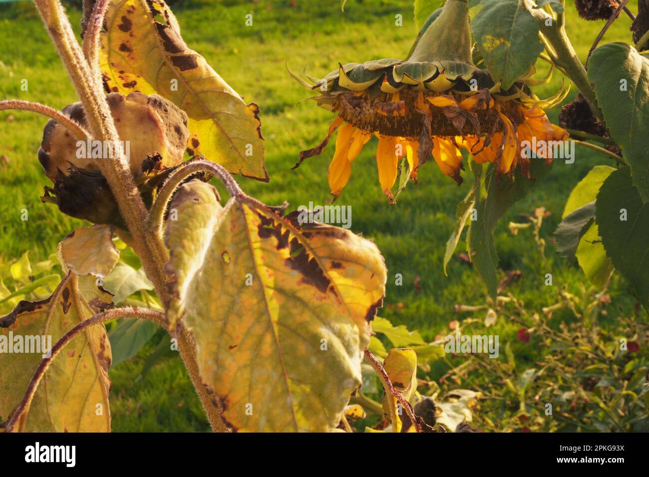 Der Samenkopf einer großen Sonnenblume, die am Ende des Sommers vor einem grasbedeckten Hintergrund herabhängt Stockfoto