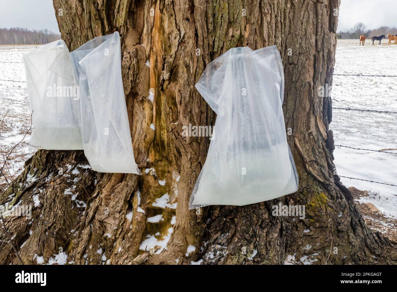 Plastiktüten, die an diesem kalten Tag eingefrorenen sap sammeln, für die Herstellung von Ahornsirup durch Amish-Bauern in Zentral-Michigan, USA Stockfoto
